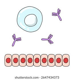 ilustração de condições imunitárias normais no corpo humano, ilustração vetorial, ilustração cartoon, para cartazes médicos ou estudos de biologia