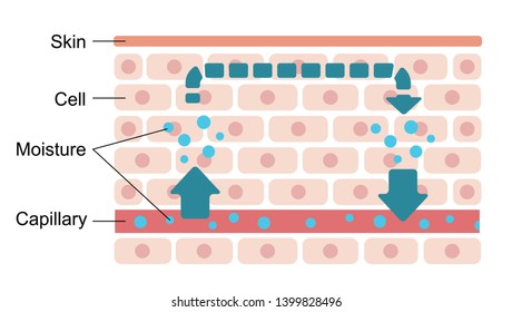 Illustration of normal skin condition (Normal moisture circulation).