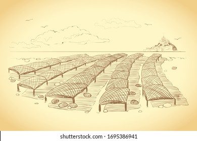 Illustration of the Norman method of growing oysters. Vector graphics of an oyster farm in San Miguel Bay.