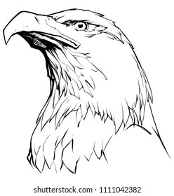 Illustration of North American Bald Eagle in black and white.