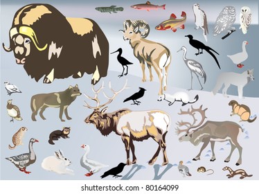 illustration with north animal collection