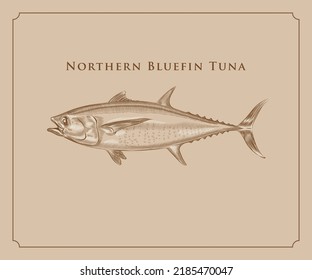 Illustration of Northern  bluefin tuna with fine details and highlights in engraving style.