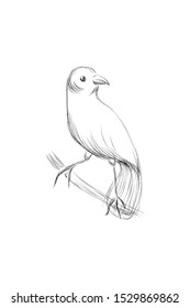 Illustration of a Northern Parula perched on a branch