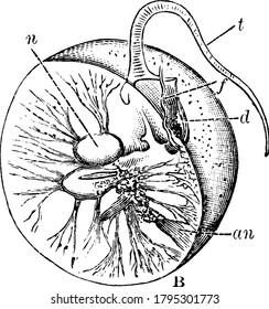 An illustration of Noticulales in section, are a peculiar order of marine dinoflagellates, vintage line drawing or engraving illustration.