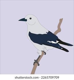 ilustración de un clark nutcracker, que pertenece a una especie de cuervo que se encuentra principalmente en las montañas de Norteamérica