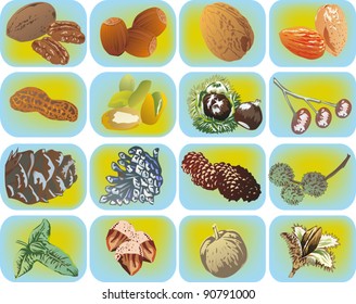 illustration with nuts collection on light background