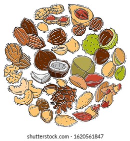 Illustration of nuts and seeds collection circle. Pattern of pecan, cashew, almond in circle form. Different nuts isolated. Pistachio, walnut, cedar seed and other