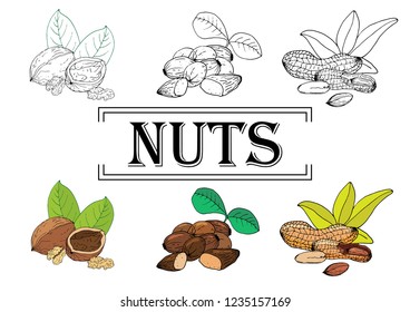 illustration, nuts vector outline, headline
