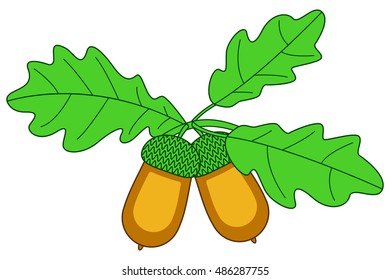 Illustration of the oak branch with acorn fruits