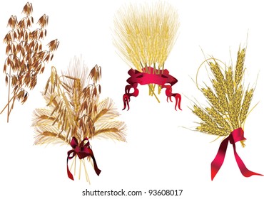 illustration with oat and wheat isolated on white background