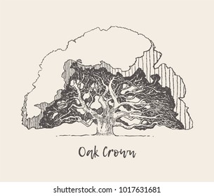Illustration of an old oak tree, hand drawn, engraved style, vector