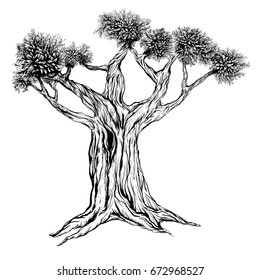 Illustration of old tree, drawn, vector isolated on white background