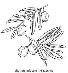 Illustration of olive, Black and White simple line Vector Illustration for Coloring Book - Line Drawn Vector.