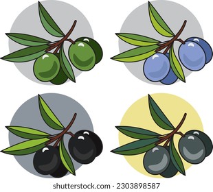 Ilustración de frutos de oliva sobre fondo de color circular.