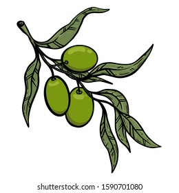 Illustration of olive tree branch with olives. Design element for poster, card, banner, sign, emblem. Vector illustration