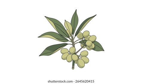Ilustração de ramos de oliveira com azeitonas verdes e folhas