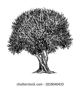 Illustration of an Olive Tree in a vintage style