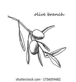Ilustración de aceitunas en una rama. Gráficos vectoriales. Estilo blanco y negro.