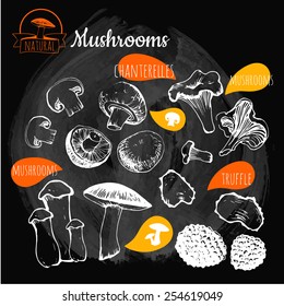 Illustration on a blackboard. Hand-drawn sketch. Fresh organic food. Mushrooms: shiitake, chanterelle, honey. Sketch of mushrooms on black background.