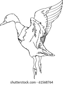 illustration on the flush duck