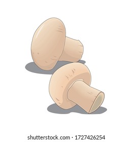 Illustration on theme big colored set different types mushroom, different size champignon. Mushroom champignon consisting of porous hat, long leg. Champignon mushroom is tasty accessory in kitchen.