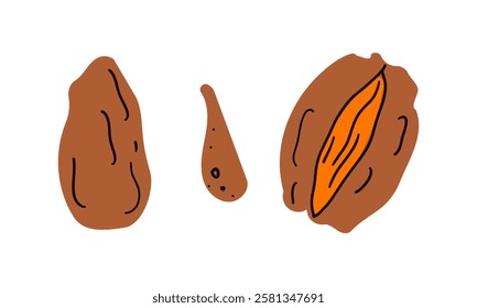 Illustration on theme big colored set different types of date fruit for healthy life. Date fruit pattern consisting of collection accessory at healthy lifestyle. Fruit dates is symbol healthy meal.