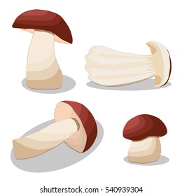 Illustration on theme big colored set different types mushroom, different size porcini. Mushroom porcini consisting of porous hat, long leg. Porcini mushroom is tasty accessory in kitchen from salad.