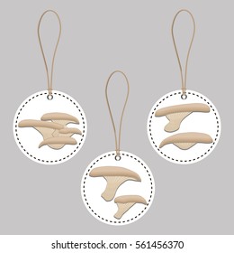 Illustration on theme big colored set different types mushroom, different size oyster. Mushroom oyster consisting of porous hat, long leg. Oyster mushroom is tasty accessory in kitchen from salad.