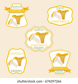 Illustration on theme big colored set different types mushroom, different size chanterelle. Mushroom chanterelle consisting of porous hat, long leg. Chanterelle mushroom is tasty accessory in kitchen.