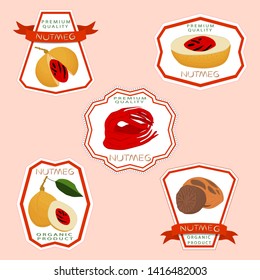 Illustration on theme big set different types spice nutmeg, nuts various size. Nutmeg pattern consisting of collection natural nut spice for organic nutrition. Menu from spice nutmeg is yummy nut.