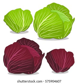 Illustration on theme big set vegetable brussels cabbage from leaf. Cabbage consisting of collectible natural food brussels leaf, tasty roll accessory. Eat fresh brussels cabbage in leaf on health.