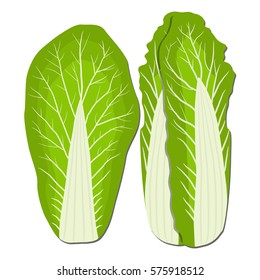 Illustration on theme big set different types chinese cabbage, green stem various size. Chinese cabbage pattern consisting of collection vegetable meal for organic dish. Veg menu is chinese cabbage.