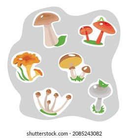 Illustration on the theme "edible mushrooms". Edible mushrooms for humans are depicted here