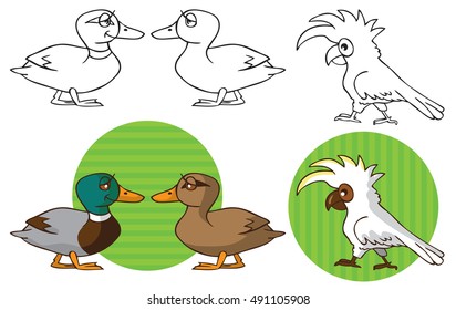 illustration on a white background and in the circles with the image of ducks male and female, and a white cockatoo parrot