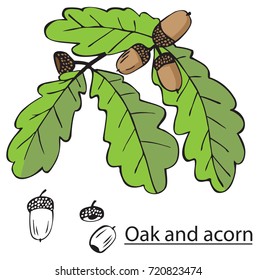 illustration on white background oak tree branches with acorns