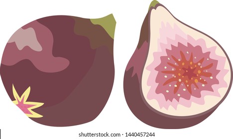 Illustration of one fig and cut fig