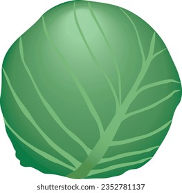 Illustration of one head of white cabbage. Vegetable white cabbage