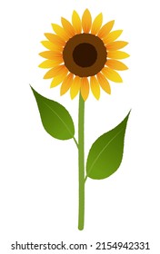 It is an illustration of one sunflower.Vector data that is easy to edit.