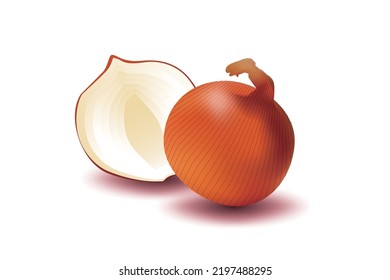 It's an illustration for onion.