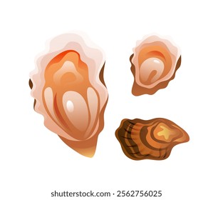 Illustration of an open oyster and a closed oyster in a realistic 3D style.