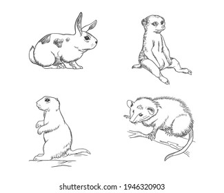 Illustration of Opposum, meerkat, rabbit, 