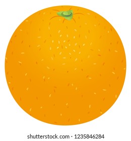 Illustration of the orange