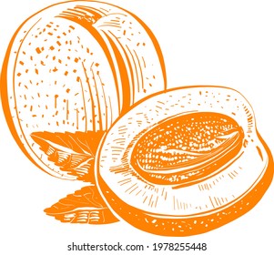 illustration of  orange apricot fruit