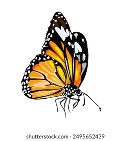 Ilustración de una mariposa naranja y negra sin fondo