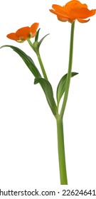 illustration with orange buttercup flowers isolated on white background