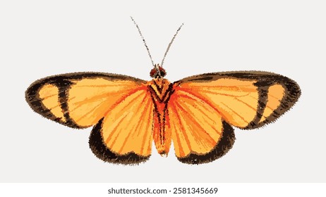 Illustration of an orange butterfly with black accents. The butterfly's wings are open, showcasing vibrant orange and black patterns. Detailed butterfly art. Vintage butterfly illustration vector.