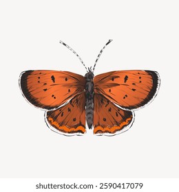 Illustration of an orange butterfly with black spots and white edges. Detailed butterfly wings. Butterfly illustration on a white background. Vintage animal illustration vector.