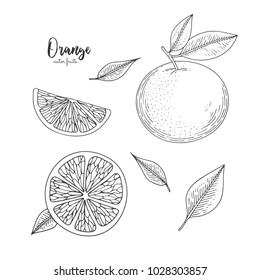 Illustration of orange in engraving style. Design for package of health and beauty natural products. Great for label, poster, packaging design