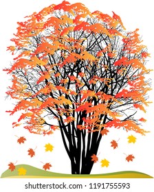 illustration with orange fall maple isolated on white background