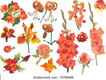 illustration with orange flowers collection isolated on white background